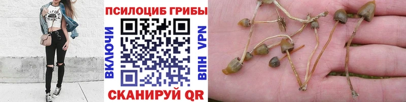Псилоцибиновые грибы мицелий Киренск